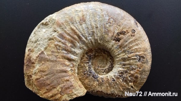 аммониты, нижний мел, Крым, готерив, Neocomitidae, Eleniceras