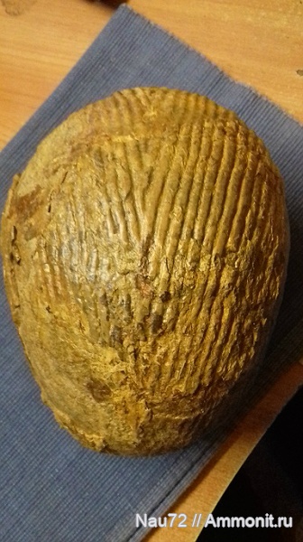 наутилусы, нижний мел, Крым, Eucymatoceras plicatum, барремский ярус