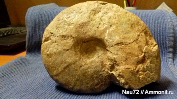 аммониты, нижний мел, Крым, Barremites, барремский ярус