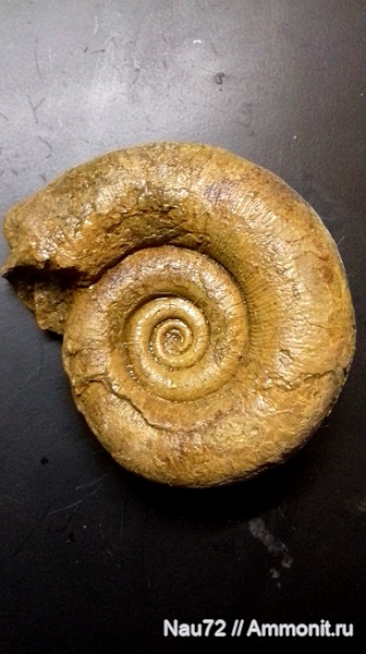 аммониты, нижний мел, Крым, готерив, Biasaloceras