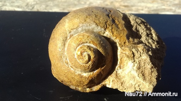 гастроподы, нижний мел, Крым, готерив