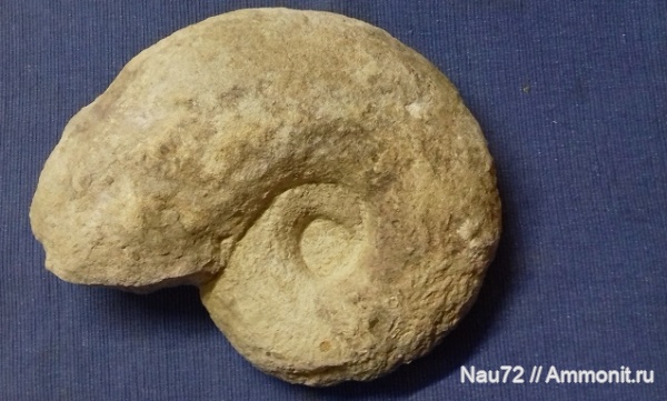 аммониты, нижний мел, Крым, Desmoceratidae, альбский ярус