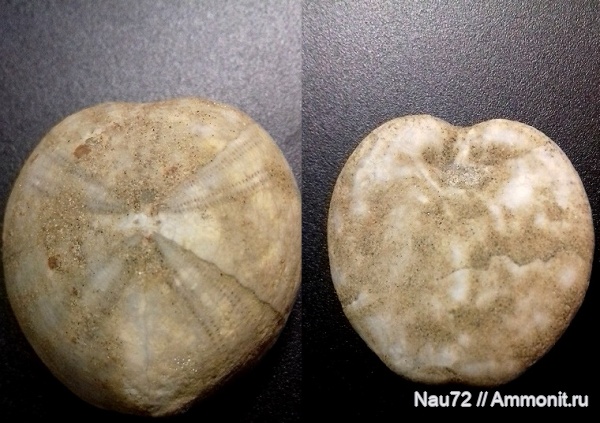 морские ежи, нижний мел, Крым, альбский ярус, Holaster, верхний альб