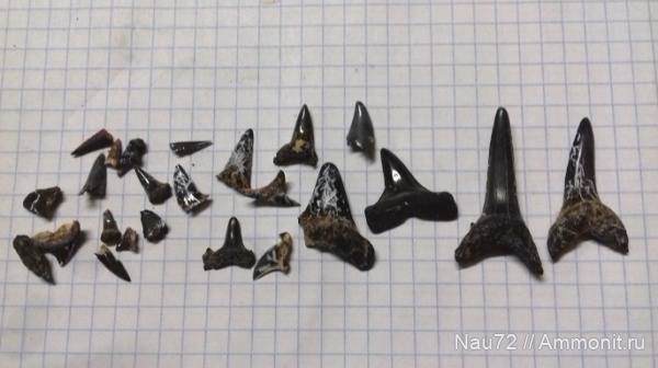 зубы, эоцен, акулы, Крым