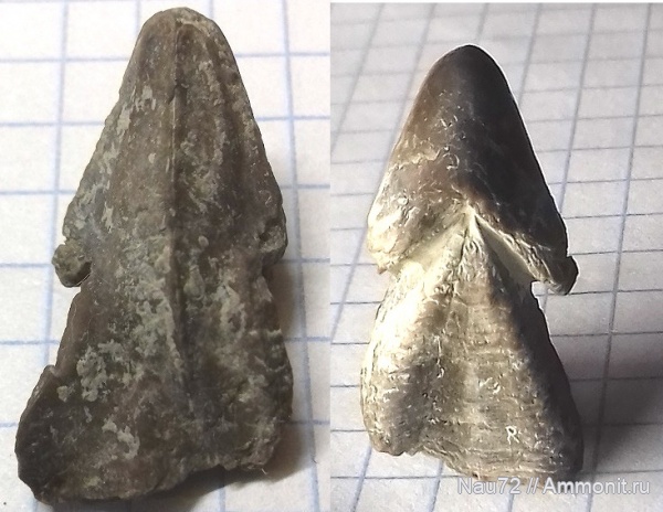 нижний мел, Крым, аптский ярус, ринхолиты, Hadrocheilus, барремский ярус