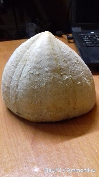 морские ежи, палеоген, эоцен, Крым, Conoclypus, Conoclypus conoideus