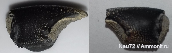 членистоногие, ракообразные, нижний мел, Крым, валанжин, нижний готерив, верхний валанжин, раки-отшельники