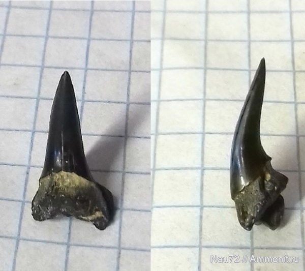 эоцен, акулы, Крым, зубы Usakias