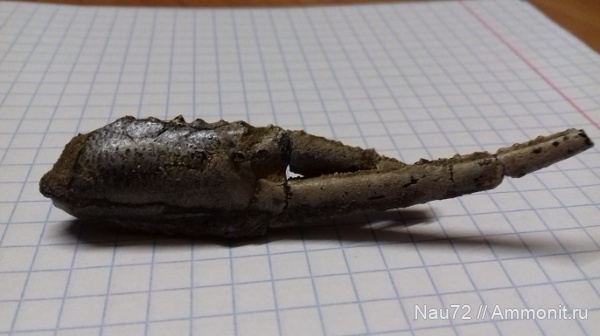 членистоногие, нижний мел, Крым, валанжин, Hoploparia, Hoploparia dentata, верхний валанжин, омары