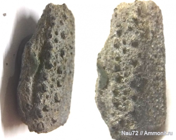 членистоногие, раки, нижний мел, Крым, верхний валанжин