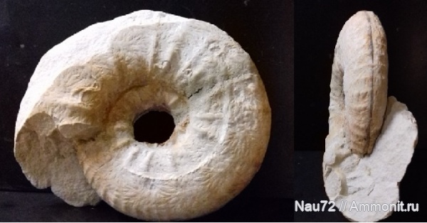 аммониты, маастрихт, Крым, верхний мел, Pachydiscus