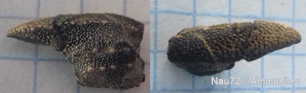 членистоногие, раки, нижний мел, Крым, валанжин, верхний валанжин, Palaeopagurus, раки-отшельники