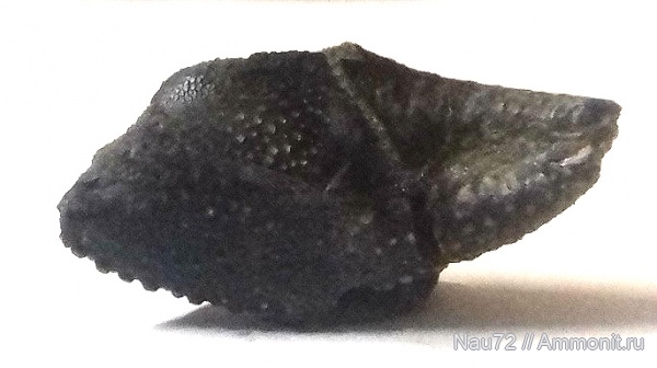 членистоногие, ракообразные, нижний мел, Крым, валанжин, Palaeopagurus