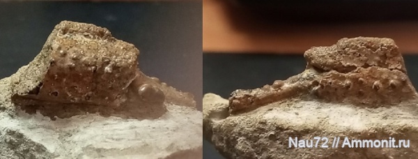 членистоногие, ракообразные, беспозвоночные, нижний мел, Крым, готерив, нижний готерив