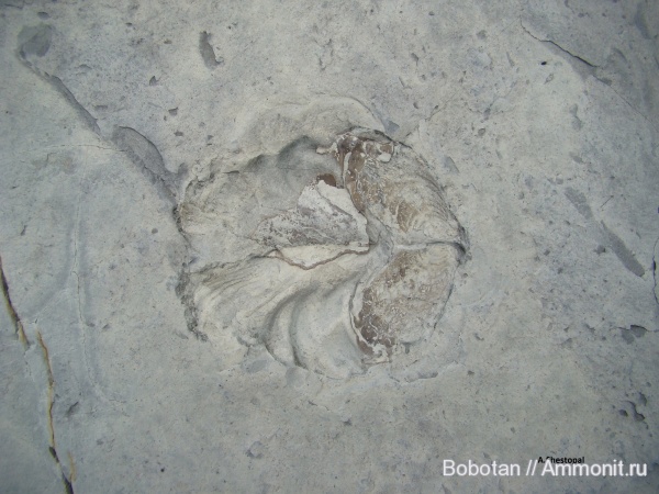 двустворчатые моллюски, верхний мел, Inoceramus