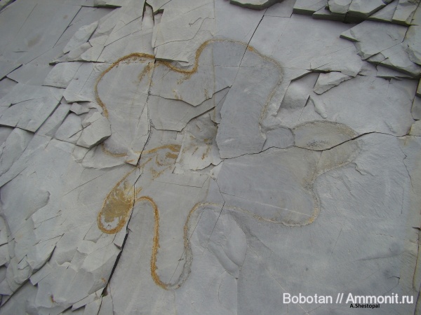 мел, мезозой, ихнофоссилии, Zoophycos