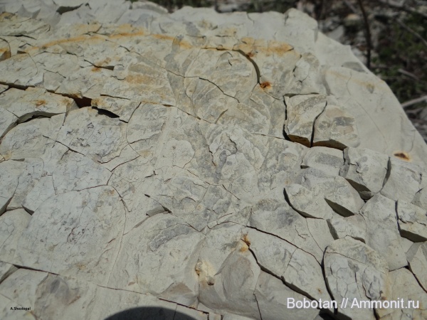 ихнофоссилии