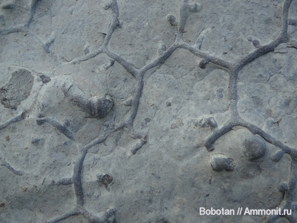 мел, мезозой, ихнофоссилии, Paleodictyon