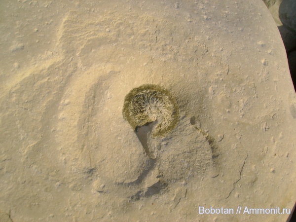 ихнофоссилии, Zoophycos