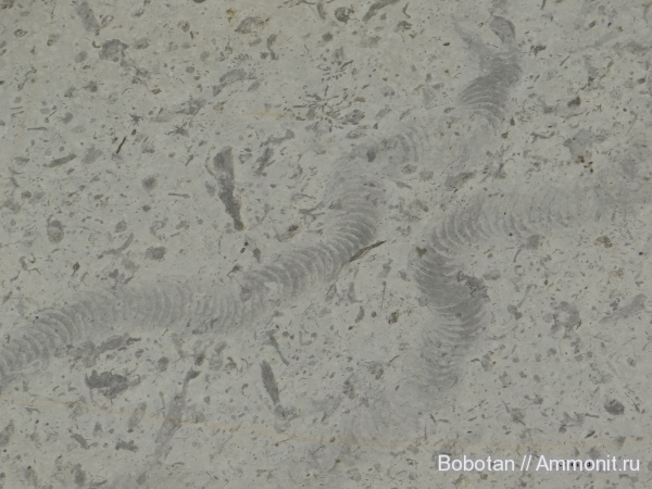 ихнофоссилии, Taenidium