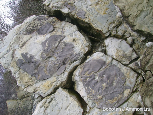 двустворчатые моллюски, верхний мел, Inoceramus