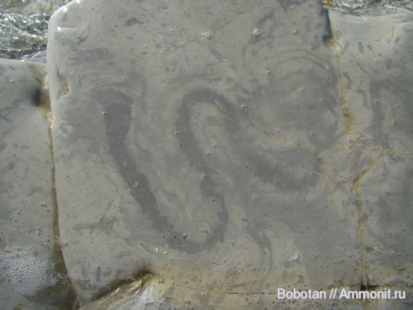 мел, мезозой, ихнофоссилии, Scolicia-Laminites