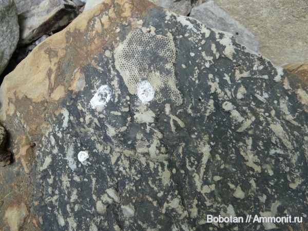 мел, мезозой, ихнофоссилии, Paleodictyon