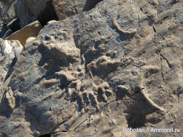 мел, мезозой, ихнофоссилии, Persichnus dodecimanus, Persichnus