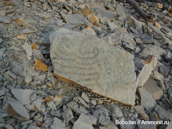 мел, мезозой, ихнофоссилии, Helminthorhaphe