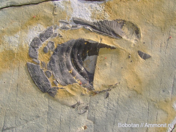 двустворчатые моллюски, верхний мел, Inoceramus