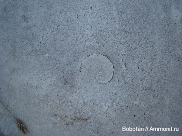 мел, мезозой, ихнофоссилии, Zoophycos