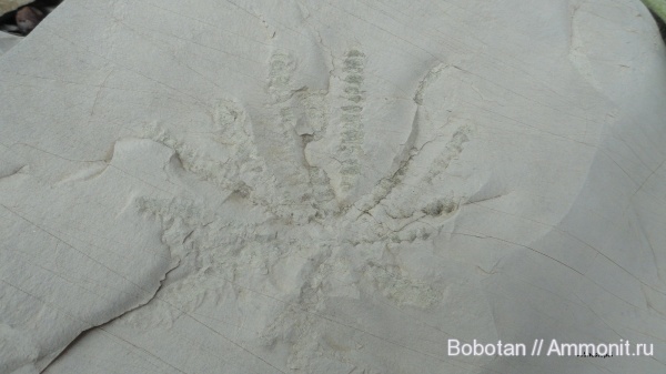 мел, мезозой, ихнофоссилии, Cladichnus fischeri