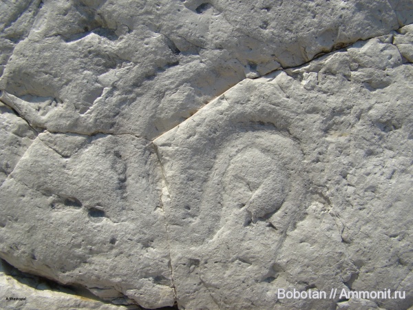 мел, мезозой, ихнофоссилии, Scolicia