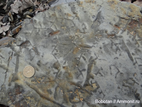 мел, мезозой, ихнофоссилии, Paleodictyon