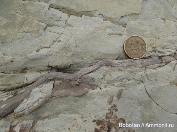 двустворчатые моллюски, верхний мел, Inoceramus