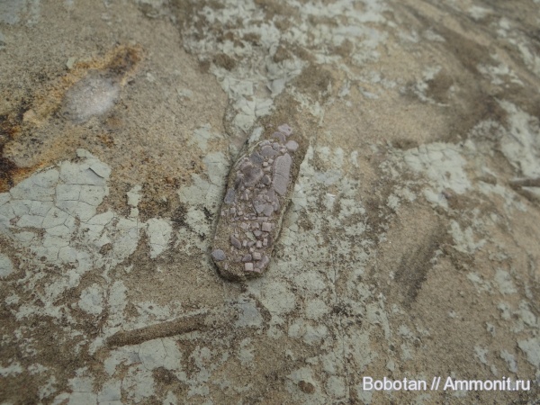 верхний мел, ихнофоссилии, Inoceramus