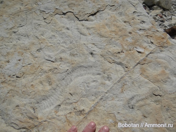 мел, мезозой, ихнофоссилии, Scolicia