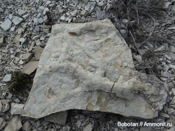 мел, мезозой, ихнофоссилии, Thalassinoides