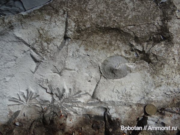 мел, мезозой, ихнофоссилии