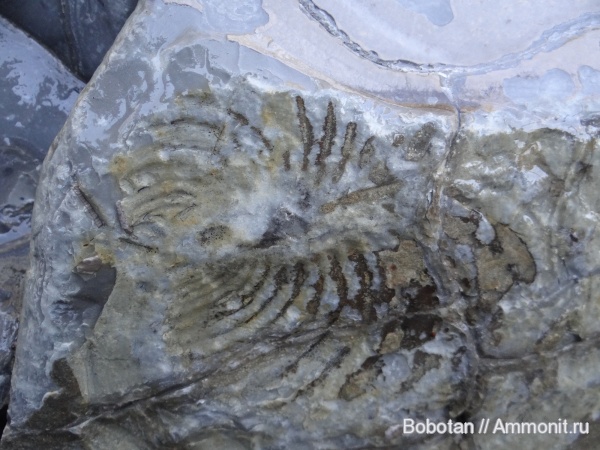 двустворчатые моллюски, верхний мел, Inoceramus