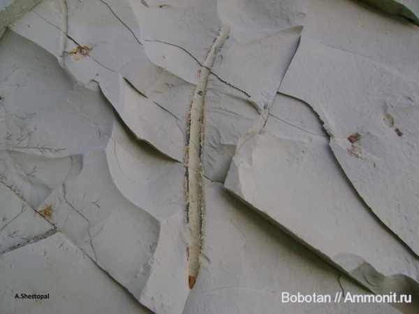 мел, мезозой, ихнофоссилии