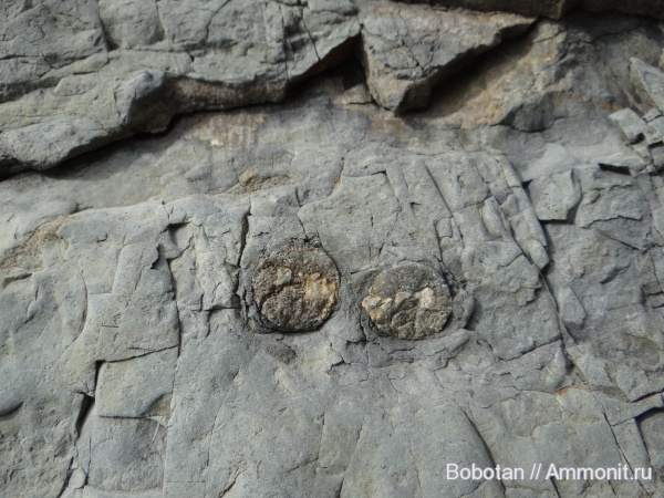 мел, мезозой, ихнофоссилии, Rhizocorallium