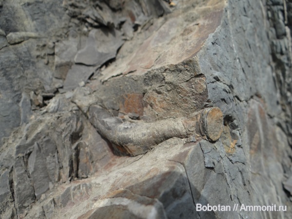 мел, мезозой, ихнофоссилии, Rhizocorallium