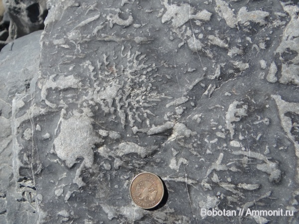 палеоцен, ихнофоссилии, Tuapseichnium ramosum, Tuapseichnium