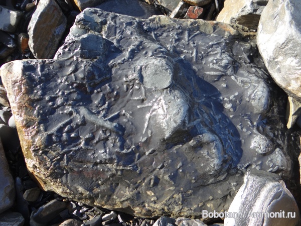 мел, мезозой, ихнофоссилии