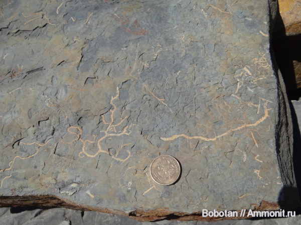 мел, мезозой, ихнофоссилии