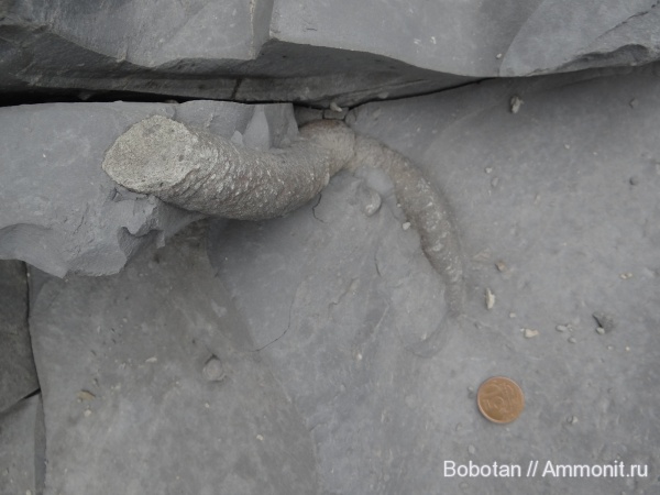 мел, мезозой, ихнофоссилии