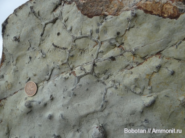 мел, мезозой, ихнофоссилии, Paleodictyon, Paleodictyon majus