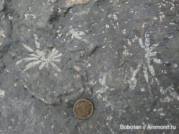 мел, мезозой, ихнофоссилии