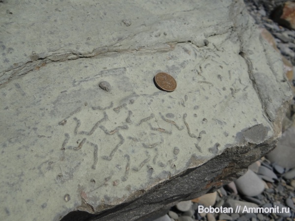 палеоцен, ихнофоссилии, Tuapseichnium